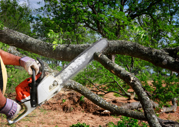 Dead Tree Removal in Boyd, TX